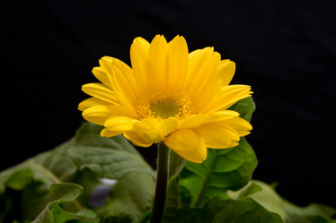 Similar image 635461