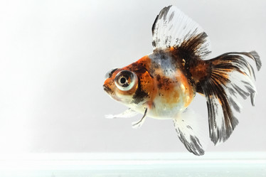 Similar image 635472