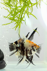 Similar image 635475