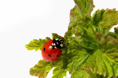 Similar image 635694