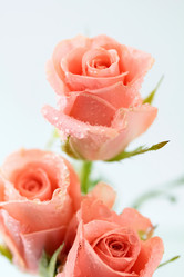 Similar image 635730