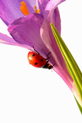 Similar image 635740