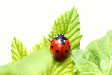 Similar image 635934