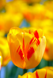 Similar image 636035