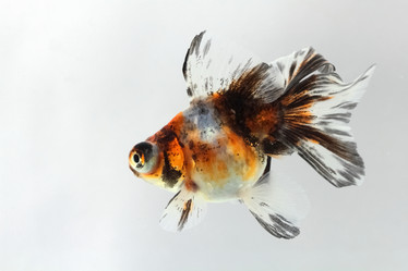 Similar image 636336