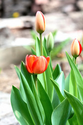 Similar image 636342