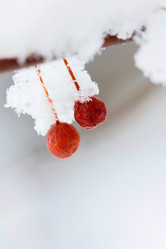 Similar image 636347