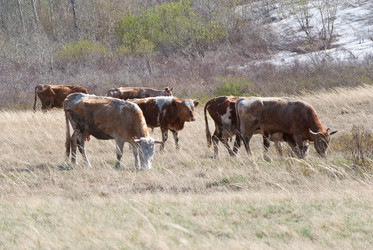 Similar image 636481