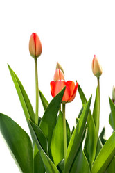 Similar image 636868