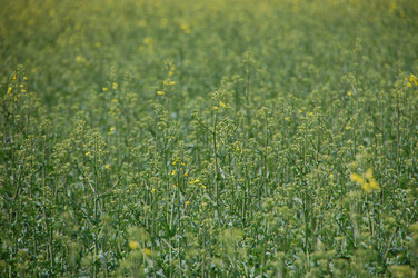 Similar image 637274