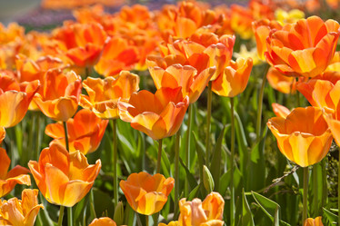 Similar image 637278