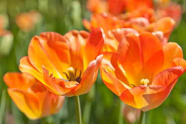 Similar image 637276