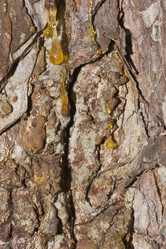 Similar image 637426