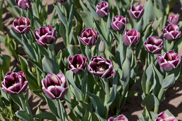 Similar image 637582