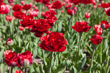 Similar image 637592