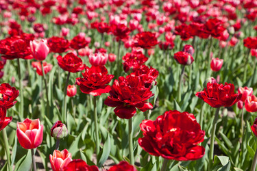 Similar image 637593