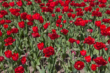 Similar image 637605