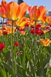 Similar image 637611