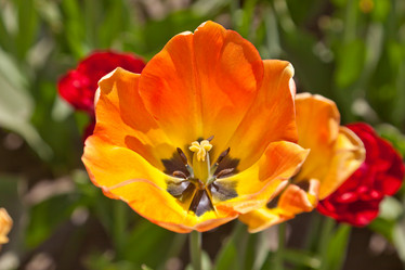 Similar image 637616