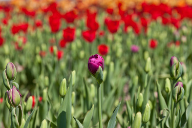 Similar image 637626