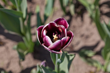 Similar image 637639