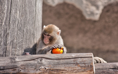 Similar image 637684