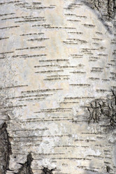 Similar image 637714