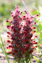 Similar image 638274