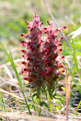 Similar image 638276