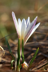 Similar image 638278