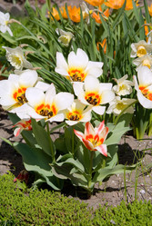 Similar image 639256