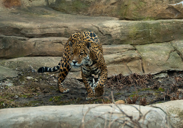 Similar image 639784