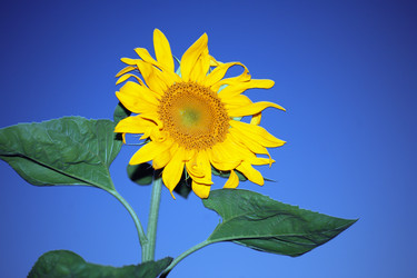 Similar image 639810