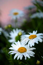 Similar image 640515