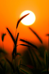 Similar image 641752