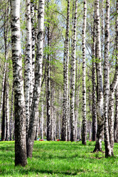 Similar image 642371