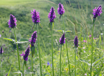 Similar image 642579