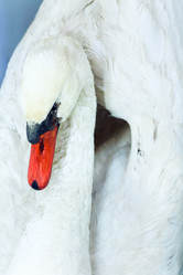 Similar image 646054