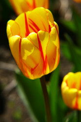 Similar image 646272