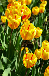 Similar image 646275