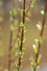 Similar image 646716