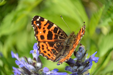 Similar image 647368