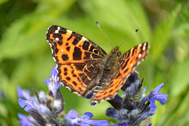 Similar image 647371