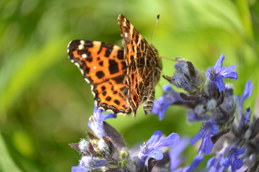 Similar image 647372