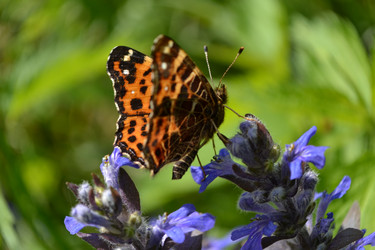 Similar image 647375