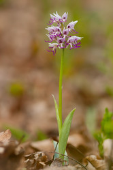 Similar image 647383