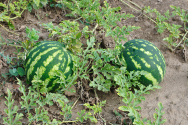 Similar image 648937