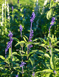 Similar image 649072