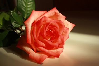 Similar image 650089