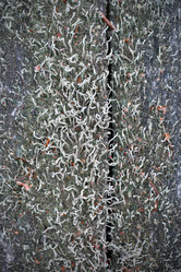 Similar image 650275